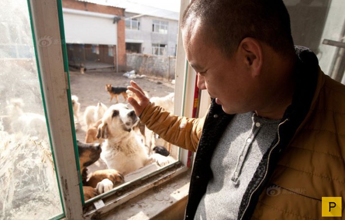Китайский миллионер Ван Янь потратил все деньги на спасение собак (12 фото)