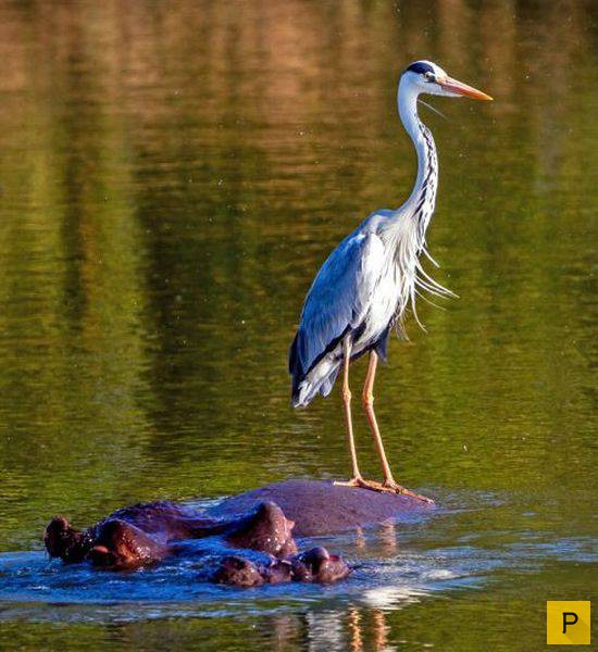 �������� ���������� ����������, ����� 41 (130 ����)