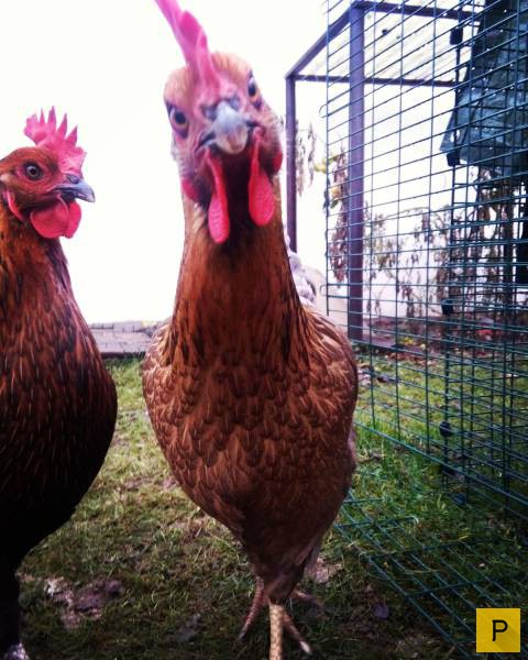 �������� ���������� ����������, ����� 41 (130 ����)