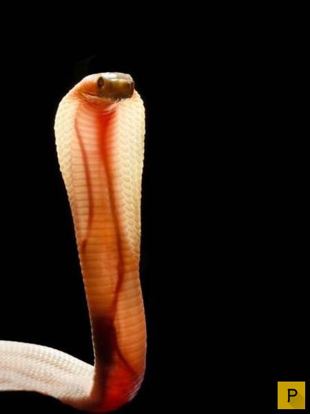 �������� ���������� ����������, ����� 41 (130 ����)