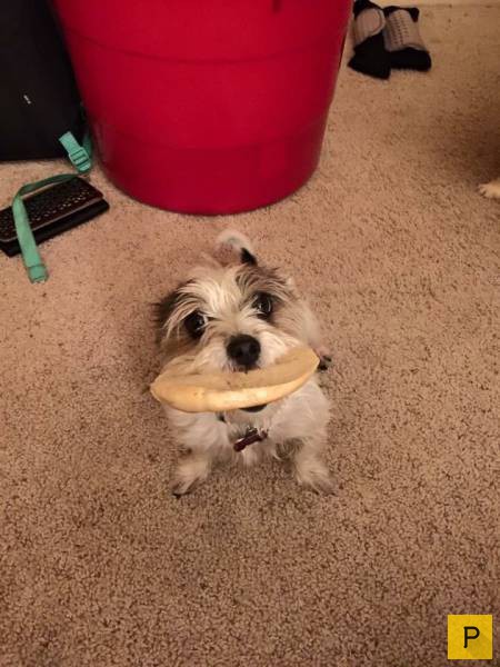 �������� ���������� ����������, ����� 41 (130 ����)