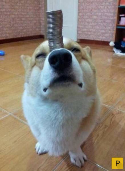 �������� ���������� ����������, ����� 41 (130 ����)