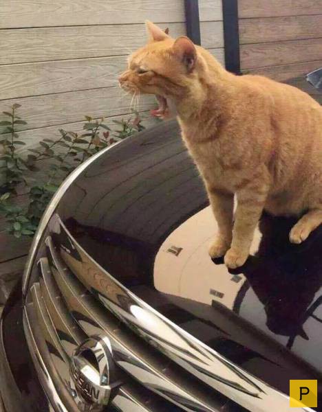 �������� ���������� ����������, ����� 41 (130 ����)