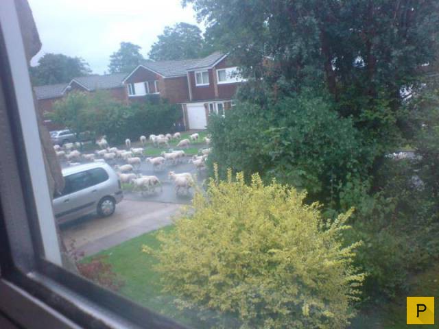 �������� ���������� ����������, ����� 41 (130 ����)