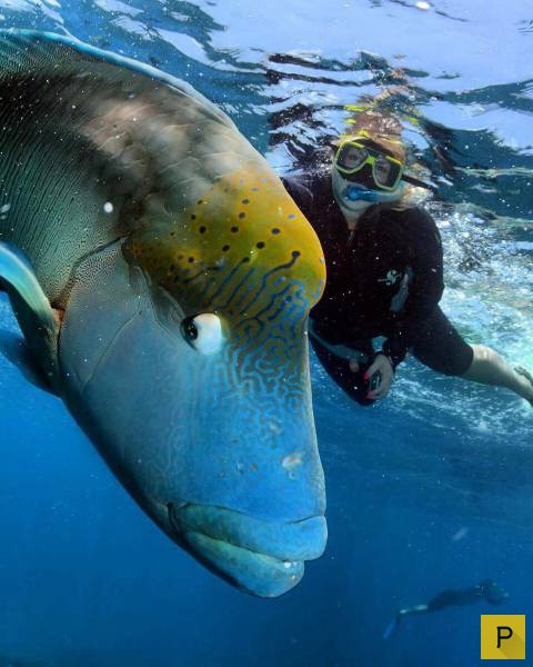 �������� ���������� ����������, ����� 41 (130 ����)