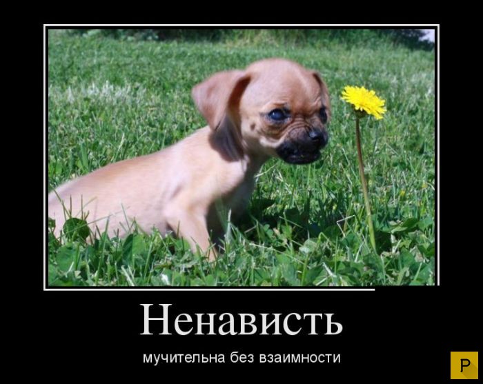 ������������ �� 17.12.2015 (38 ����)