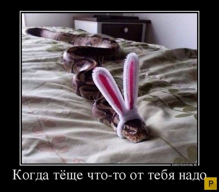 ������������ �� 08.12.2015 (32 ����)