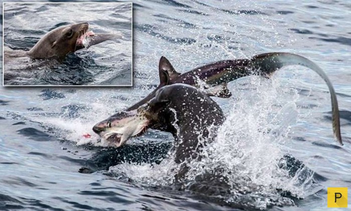 Морской лев напал на акулу (5 фото)