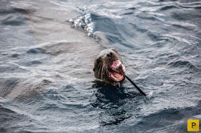 Морской лев напал на акулу (5 фото)
