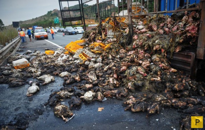2000 уток сгорели в грузовике во время аварии в Китае (5 фото)