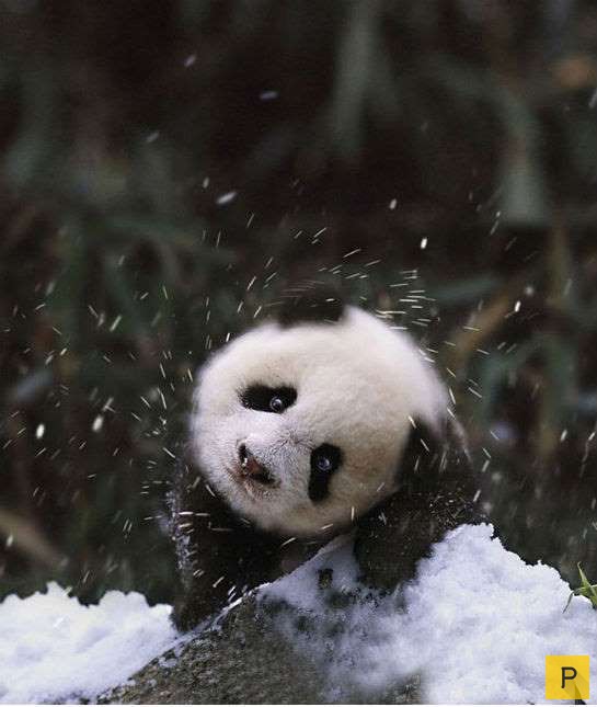 Животные впервые увидели снег (7 фото)