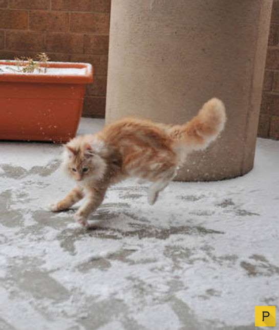 Животные впервые увидели снег (7 фото)