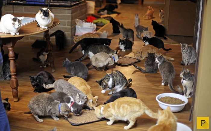 У американки 1100 кошек (8 фото)