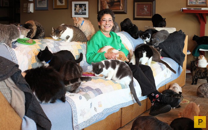 У американки 1100 кошек (8 фото)