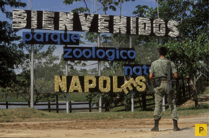 Домашний зоопарк колумбийского наркобарона Пабло Эскобара (10 фото)