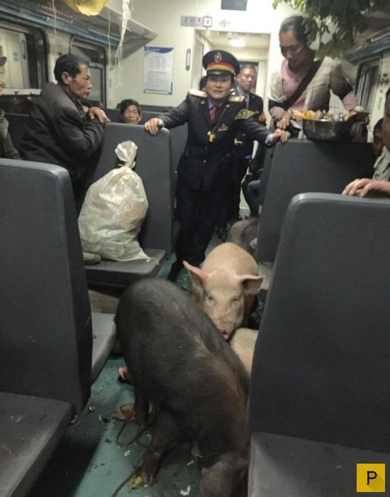 Свиньи в поезде (6 фото)
