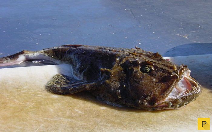 Топ 9: Самые опасные в мире рыбы (9 фото)