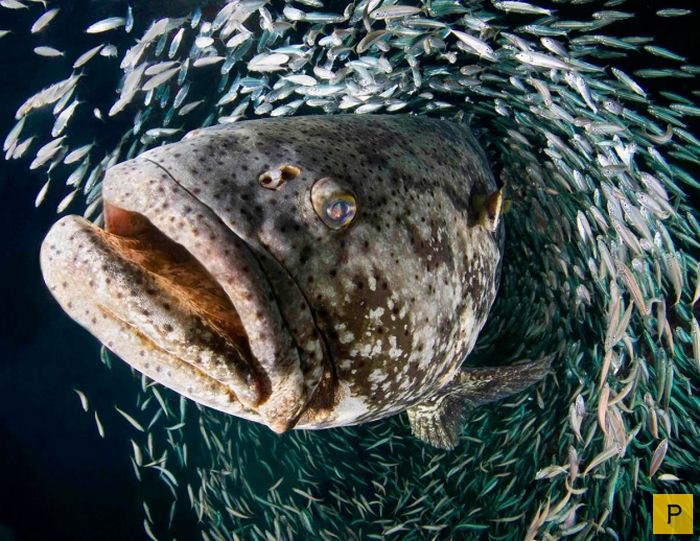 Топ 9: Самые опасные в мире рыбы (9 фото)