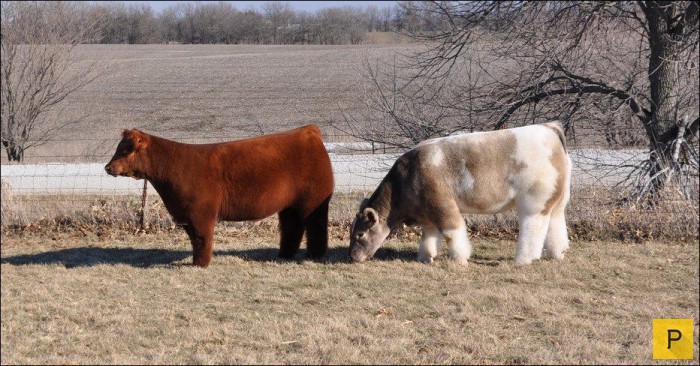 Необычные американские пушистые безрогие коровы (10 фото + видео)