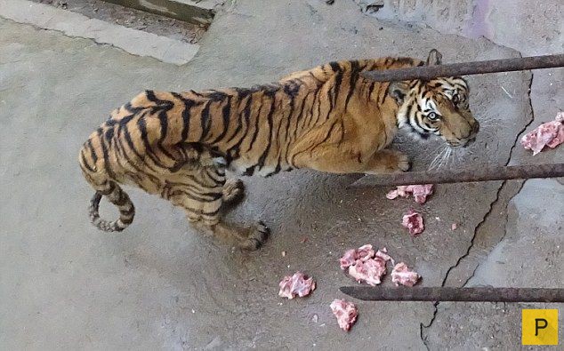 Уничтожение тигров в Китае (14 фото)