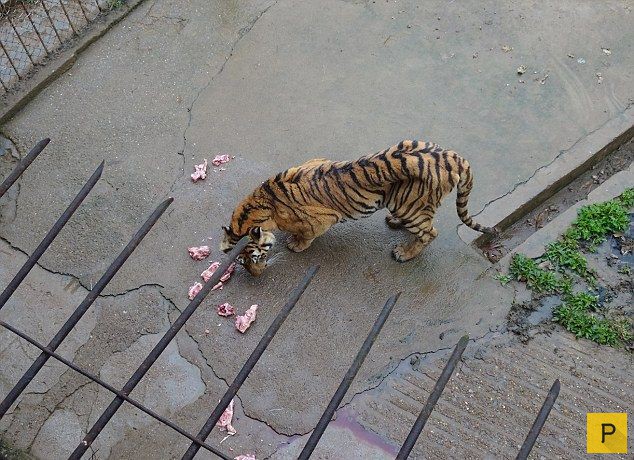 Уничтожение тигров в Китае (14 фото)