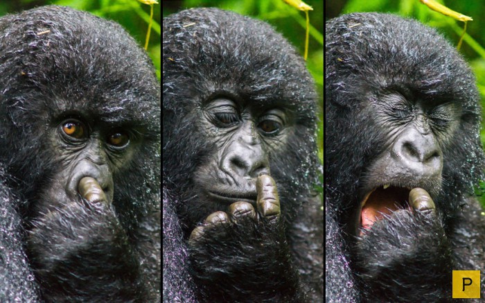 Интересные фотографии животных из зоопарков и заповедников (26 фото)