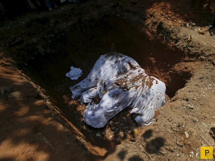 Похороны слона в Шри-Ланка (10 фото)