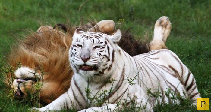 Безграничная любовь африканского льва и тигрицы-альбиноса (8 фото + видео)