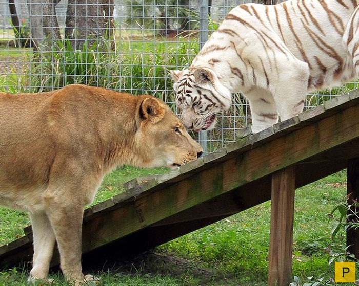 Безграничная любовь африканского льва и тигрицы-альбиноса (8 фото + видео)