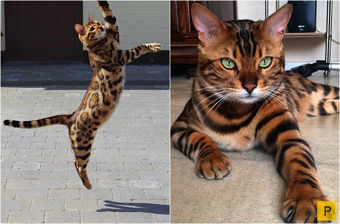Необыкновенный красавец - бенгальский кот (11 фото)