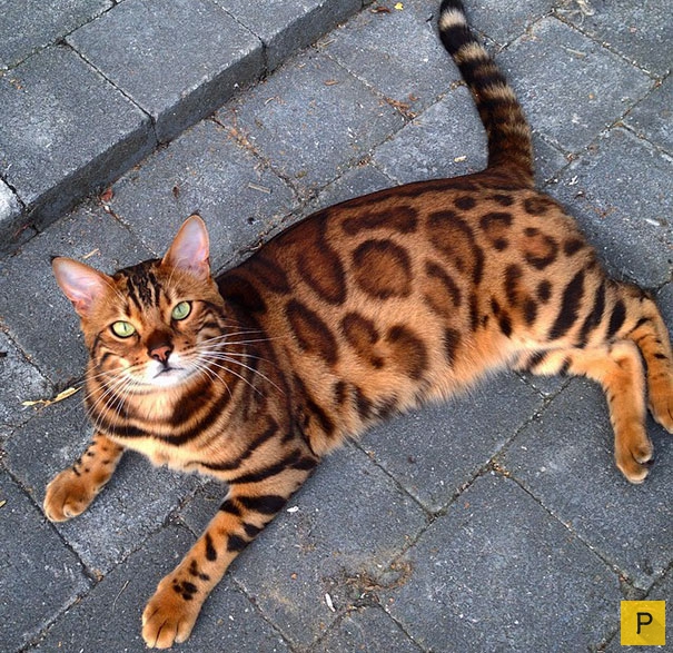 Необыкновенный красавец - бенгальский кот (11 фото)