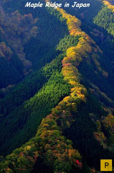 ���������� ���������� ��� �������� ����������, ����� 39 (100 ����)