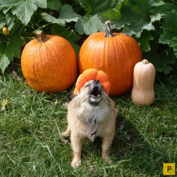 ���������� ���������� ��� �������� ����������, ����� 39 (100 ����)