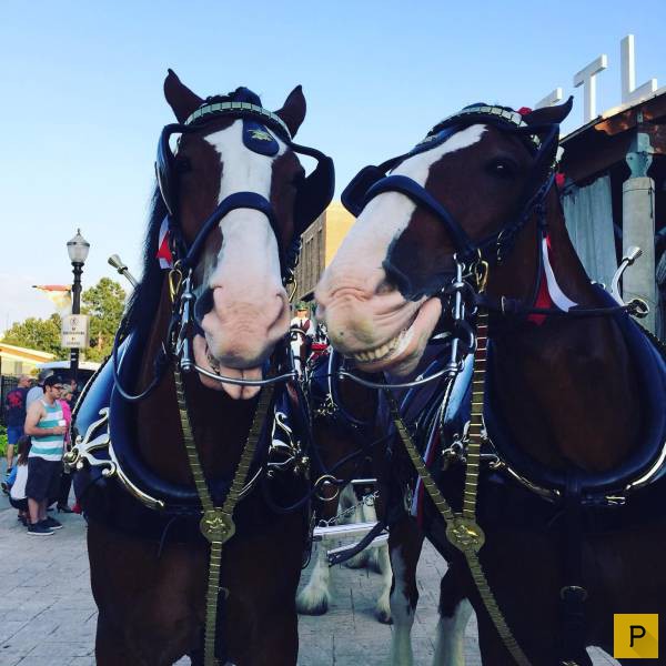 ���������� ���������� ��� �������� ����������, ����� 39 (100 ����)