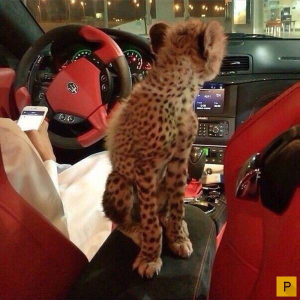 ���������� ���������� ��� �������� ����������, ����� 39 (100 ����)