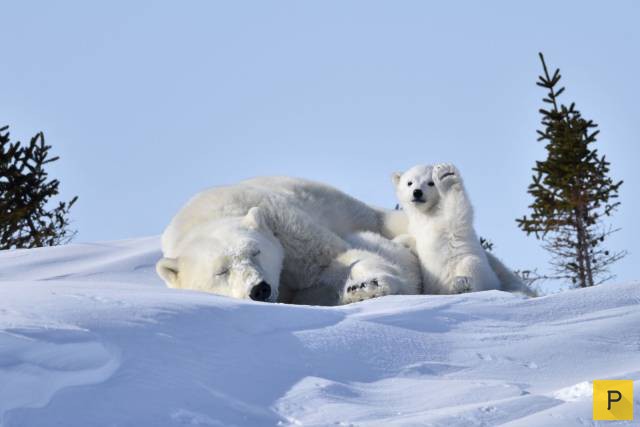 ���������� ���������� ��� �������� ����������, ����� 49 (110 ����)