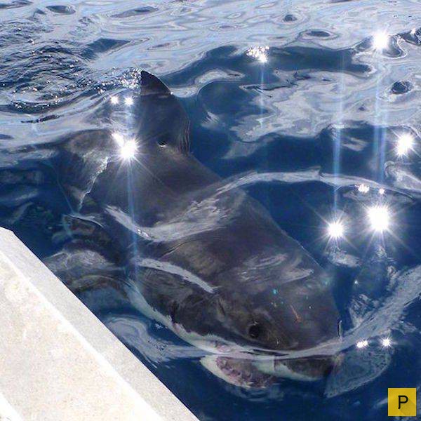 ���������� ���������� ��� �������� ����������, ����� 49 (110 ����)