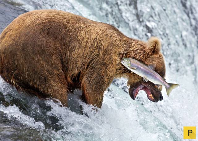 ���������� ���������� ��� �������� ����������, ����� 49 (110 ����)