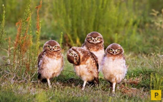 ���������� ���������� ��� �������� ����������, ����� 49 (110 ����)