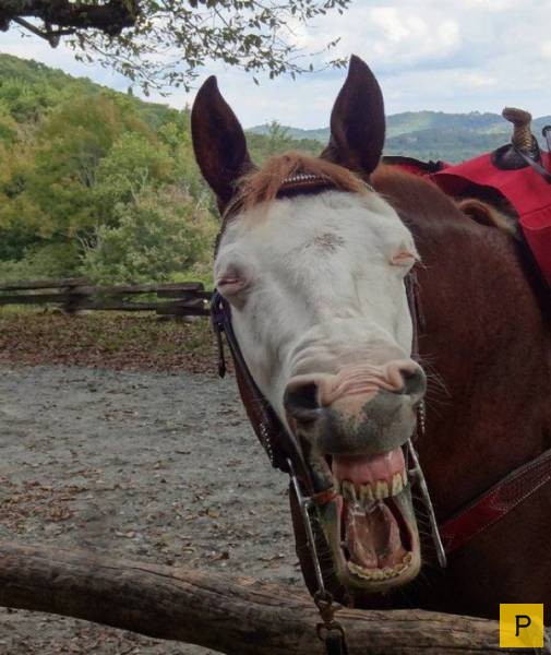 ���������� ���������� ��� �������� ����������, ����� 49 (110 ����)