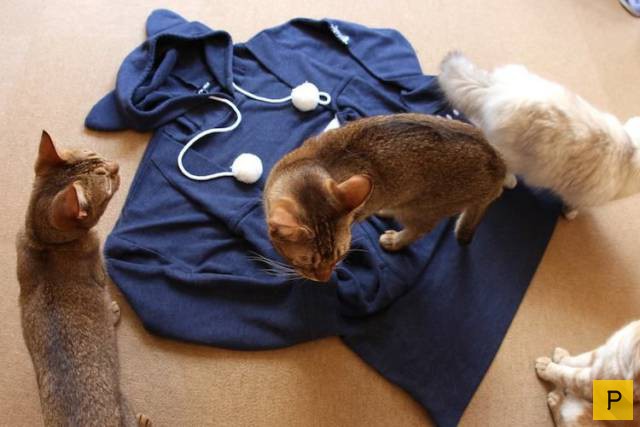 ���������� ���������� ��� �������� ����������, ����� 49 (110 ����)