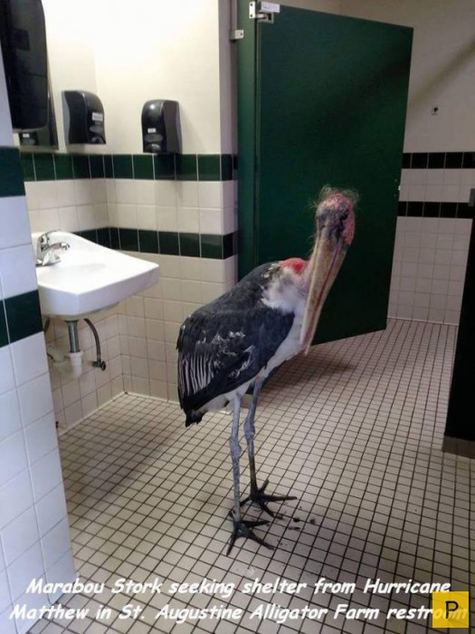 ���������� ���������� ��� �������� ����������, ����� 49 (110 ����)