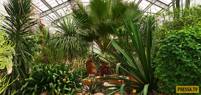 В Сокольниках построят уникальную оранжерею с экзотическими растениями