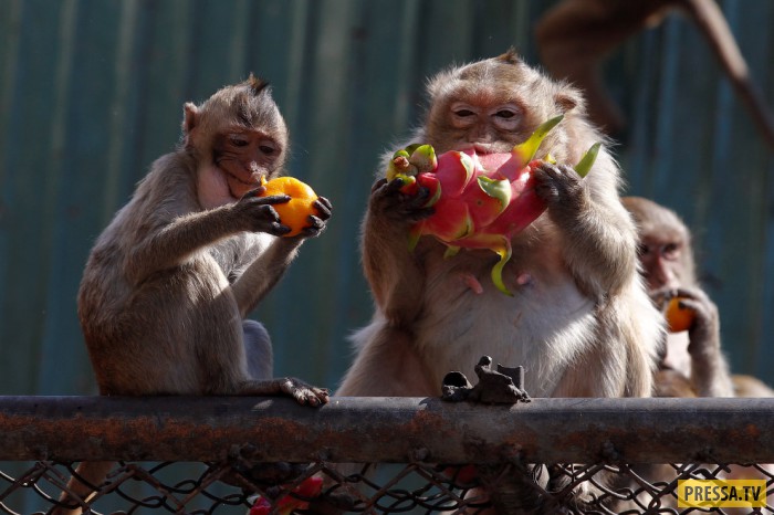 Обезьяний фестиваль Monkey Buffet Festival в Таиланде (22 фото)
