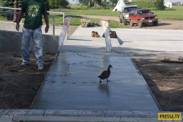 �������� ���������� �� ����� �����, ����� 8 (105 ����)