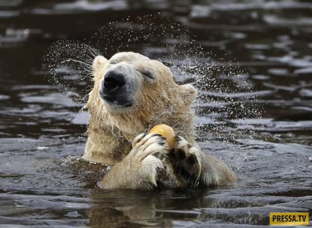 �������� ���������� �� ����� �����, ����� 8 (105 ����)