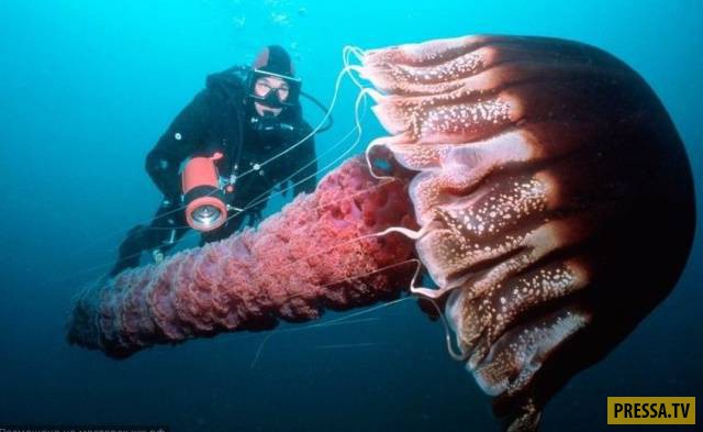 �������� ���������� �� ����� �����, ����� 8 (105 ����)