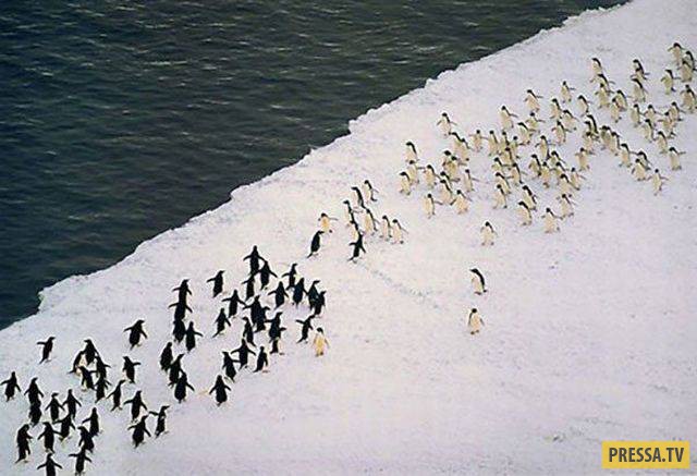 �������� ���������� �� ����� �����, ����� 8 (105 ����)