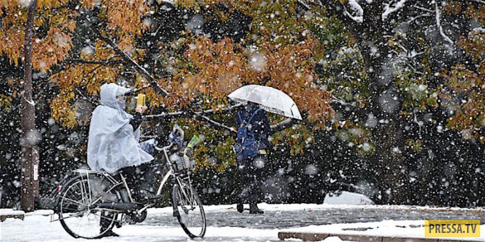 В Токио впервые за 54 года в ноябре выпал снег (12 фото)