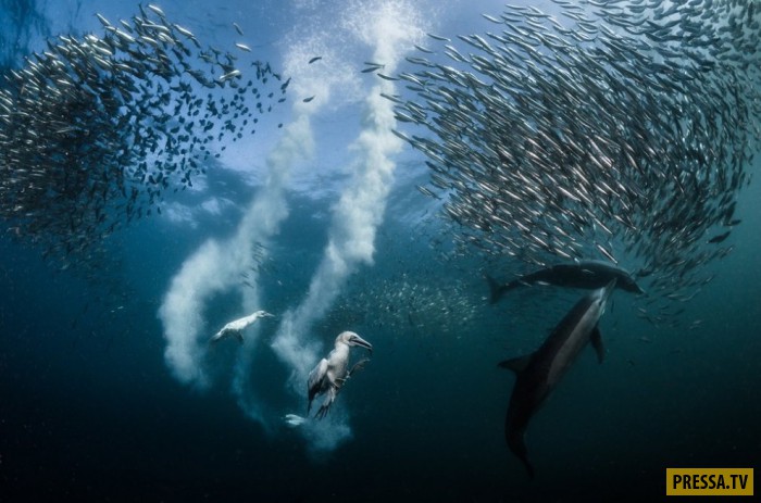     National Geographic Nature Photographer of the Year 2016  (10 )
